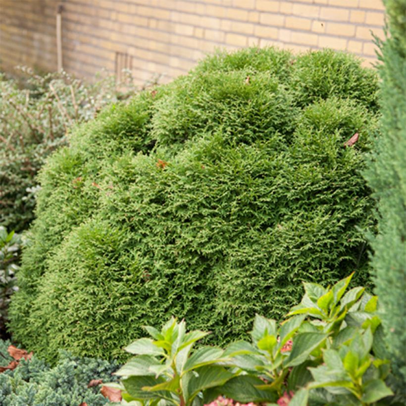 Thuja occidentalis Tiny Tim - Tuia occidentale (Porto)