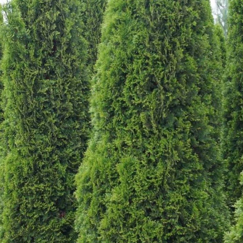 Thuja occidentalis Totem Smaragd - Tuia occidentale (Fogliame)