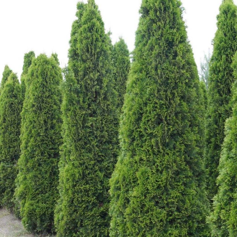 Thuja occidentalis Totem Smaragd - Tuia occidentale (Porto)