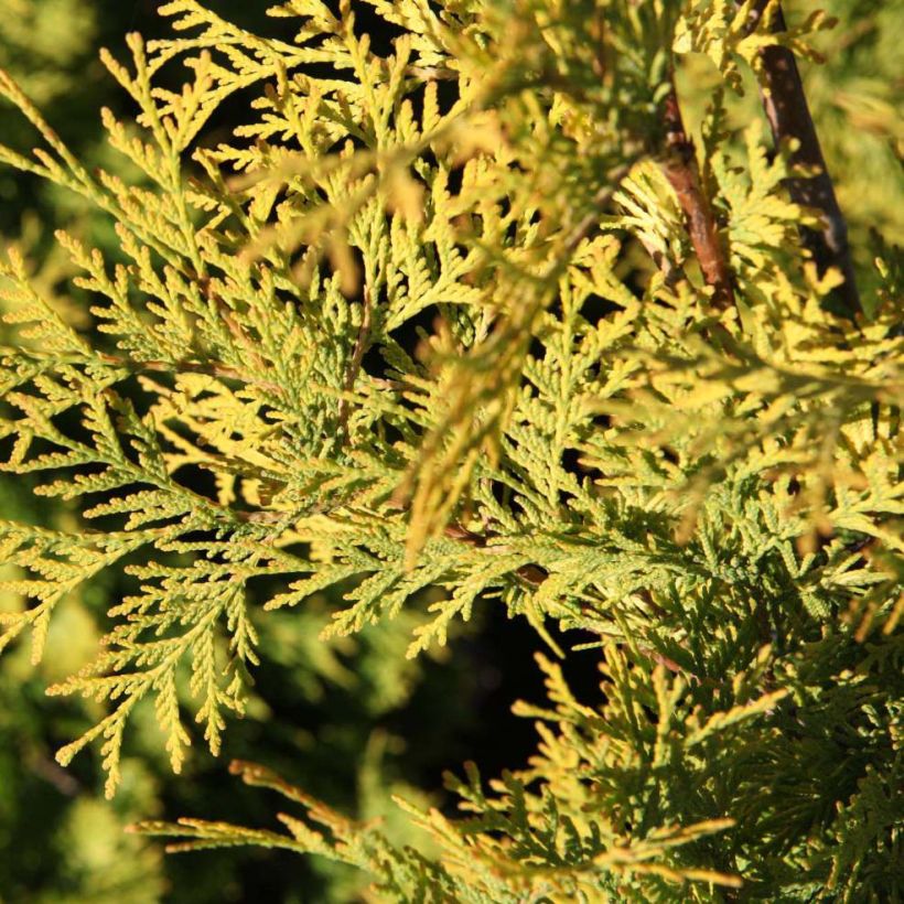 Thuja occidentalis Yellow Ribbon - Tuia occidentale (Fogliame)