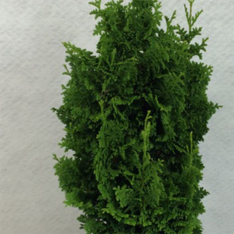 Thuja occidentalis Zmatlik - Tuia occidentale (Fogliame)