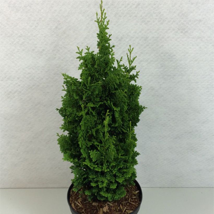 Thuja occidentalis Zmatlik - Tuia occidentale (Porto)