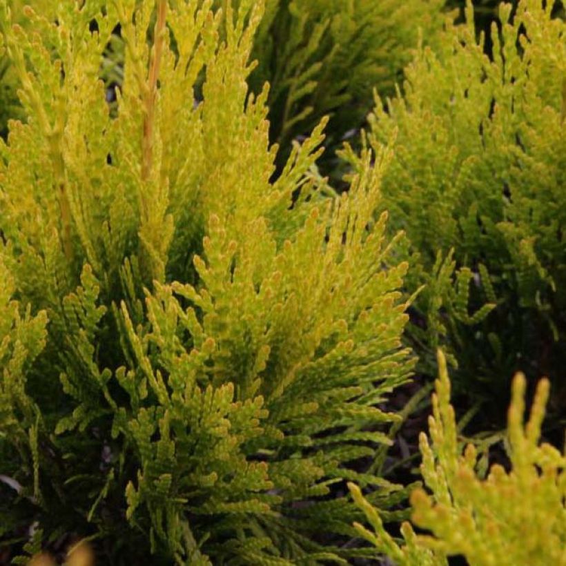 Thuja plicata 4 Ever Goldy - Tuia plicata (Fogliame)