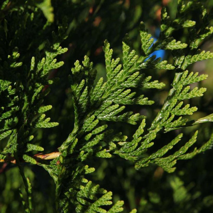 Thuja plicata Atrovirens - Tuia plicata (Fogliame)