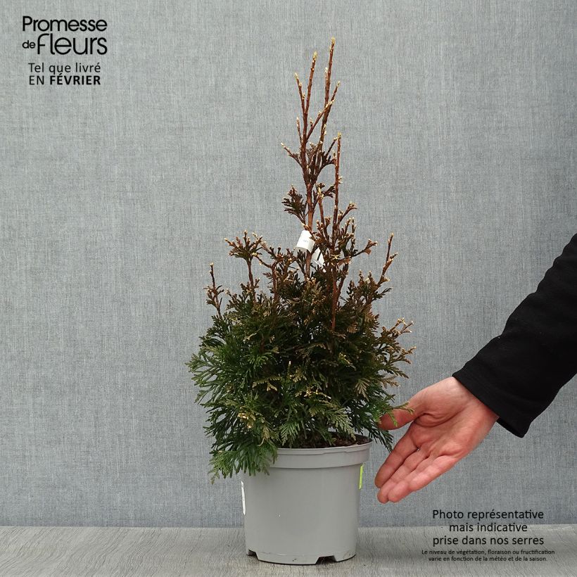 Thuja plicata Can-Can - Thuya compact en pot de 2L/3L esemplare consegnato in inverno