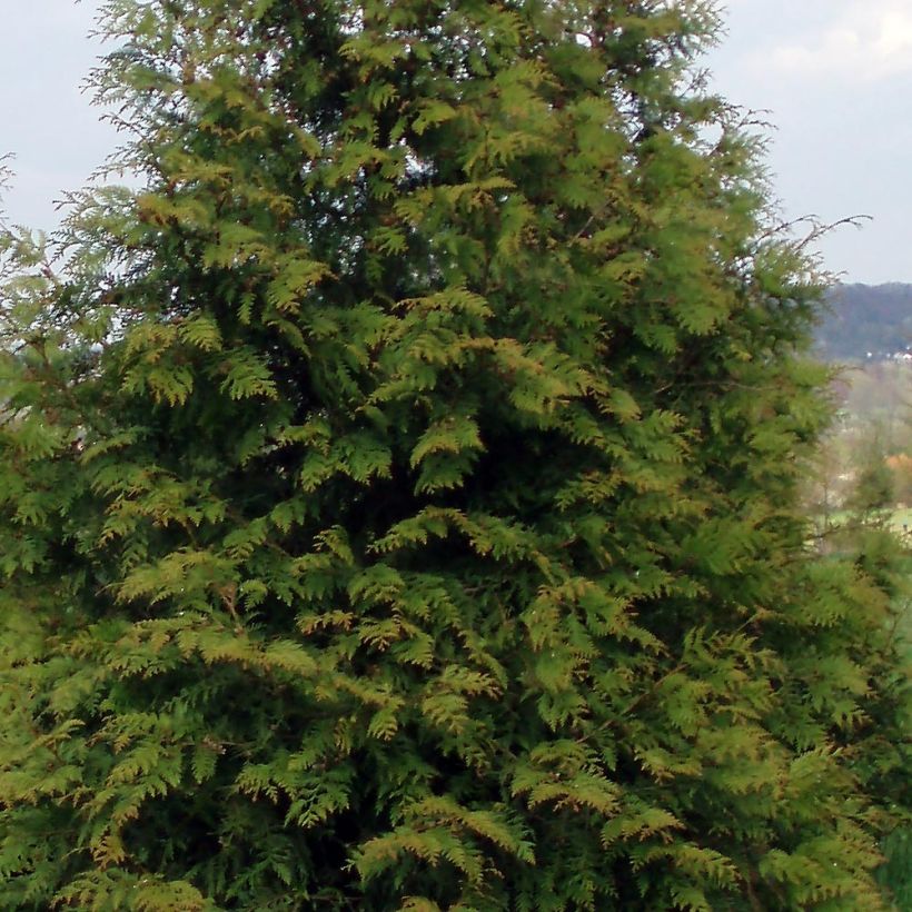 Thuja plicata Excelsa - Tuia plicata (Fogliame)