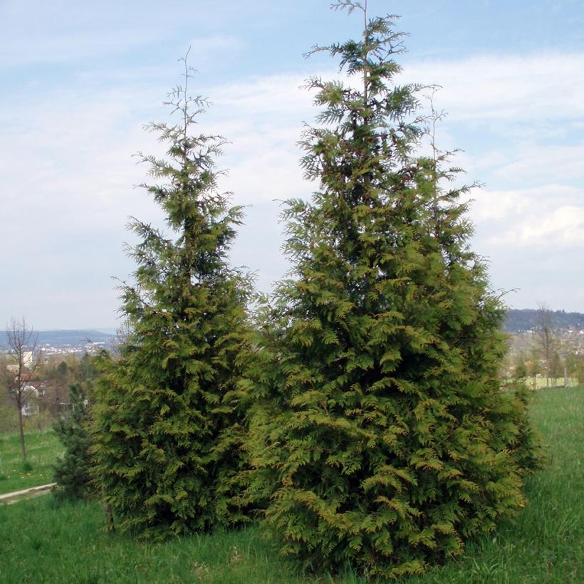 Thuja plicata Excelsa - Tuia plicata (Porto)