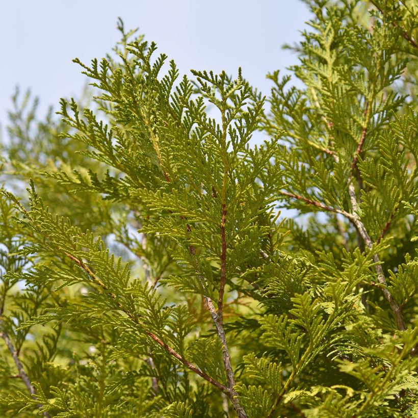 Thuja plicata Martin - Tuia plicata (Fogliame)