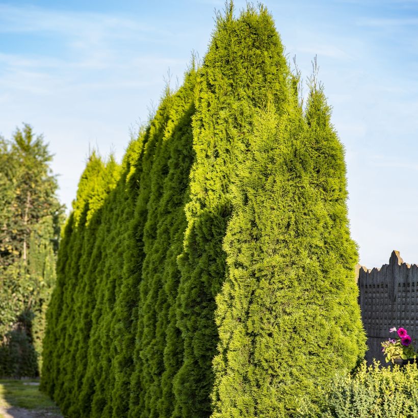 Thuja plicata Martin - Tuia plicata (Porto)