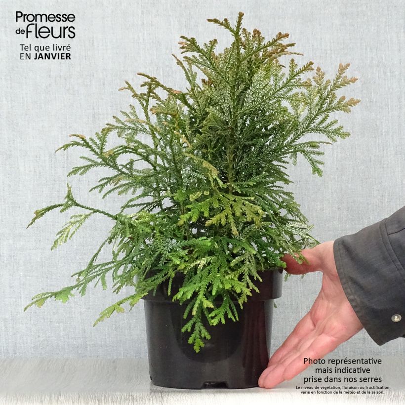 Thujopsis dolabrata Variegata Pot de 2L/3L esemplare consegnato in inverno