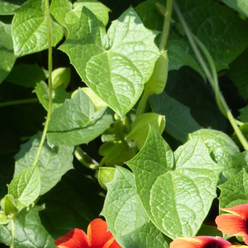 Susanna dagli occhi neri Tangerine Slice - Thunbergia alata (Fogliame)