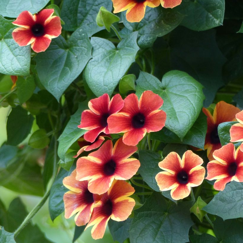 Susanna dagli occhi neri Tangerine Slice - Thunbergia alata (Fioritura)