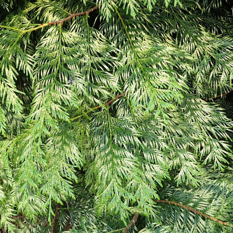 Thuja plicata Zebrina - Tuia plicata (Fogliame)