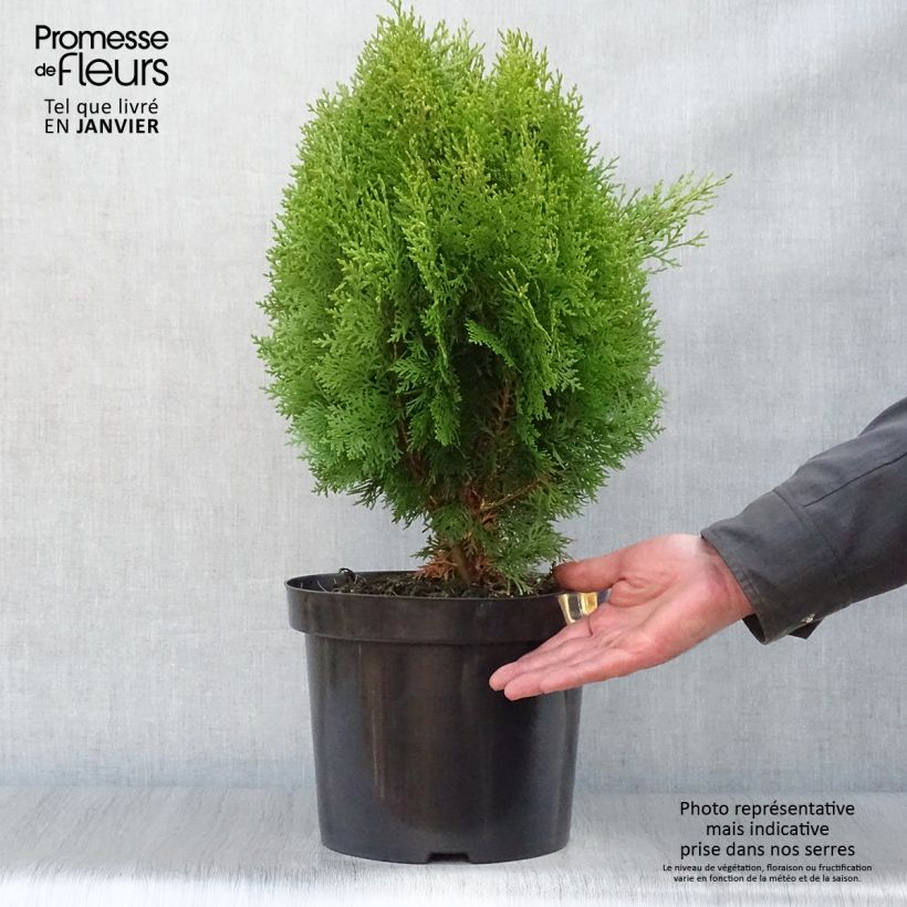 Thuya d'Orient - Platycladus orientalis Aurea Nana en pot de 7,5L esemplare consegnato in inverno