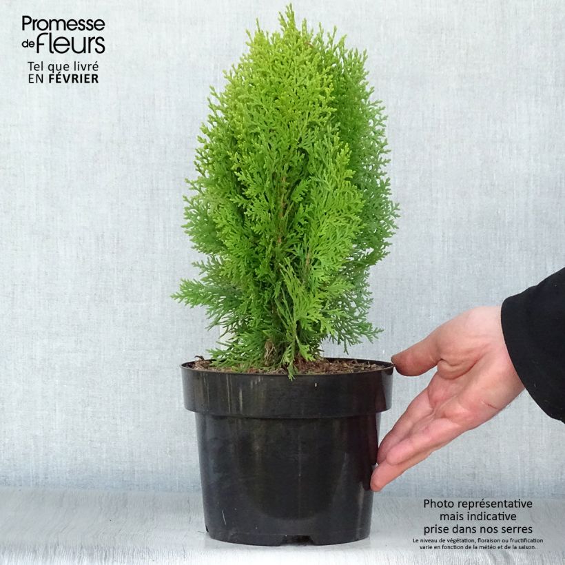 Thuya d'Orient - Platycladus orientalis Aurea Nana en pot de 2L esemplare consegnato in inverno