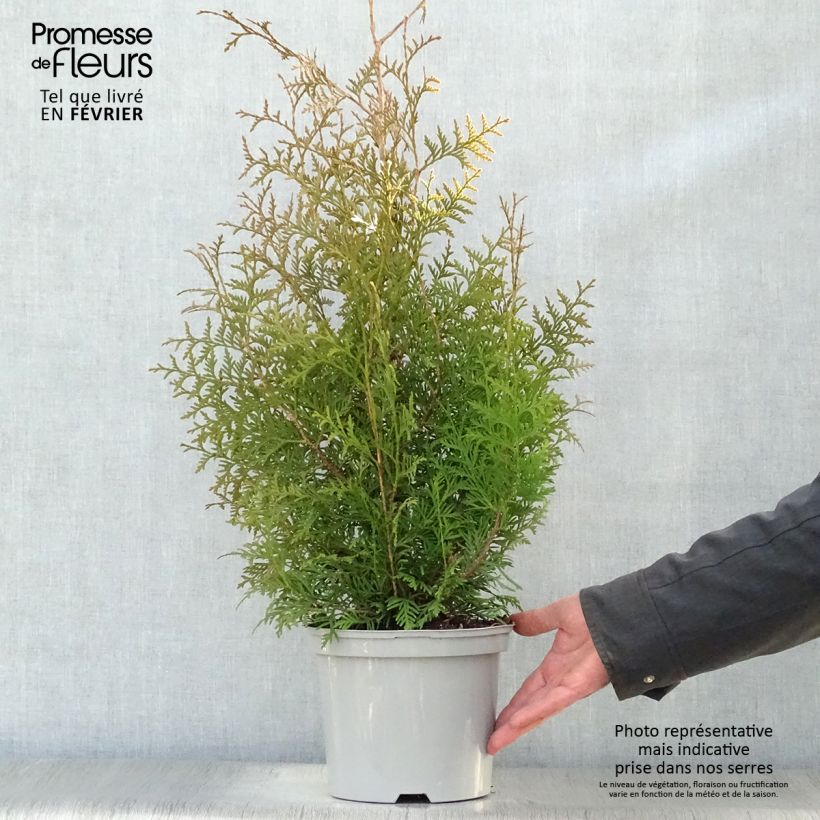 Thuya du Canada -Thuja occidentalis Brabant en pot de 3L esemplare consegnato in inverno