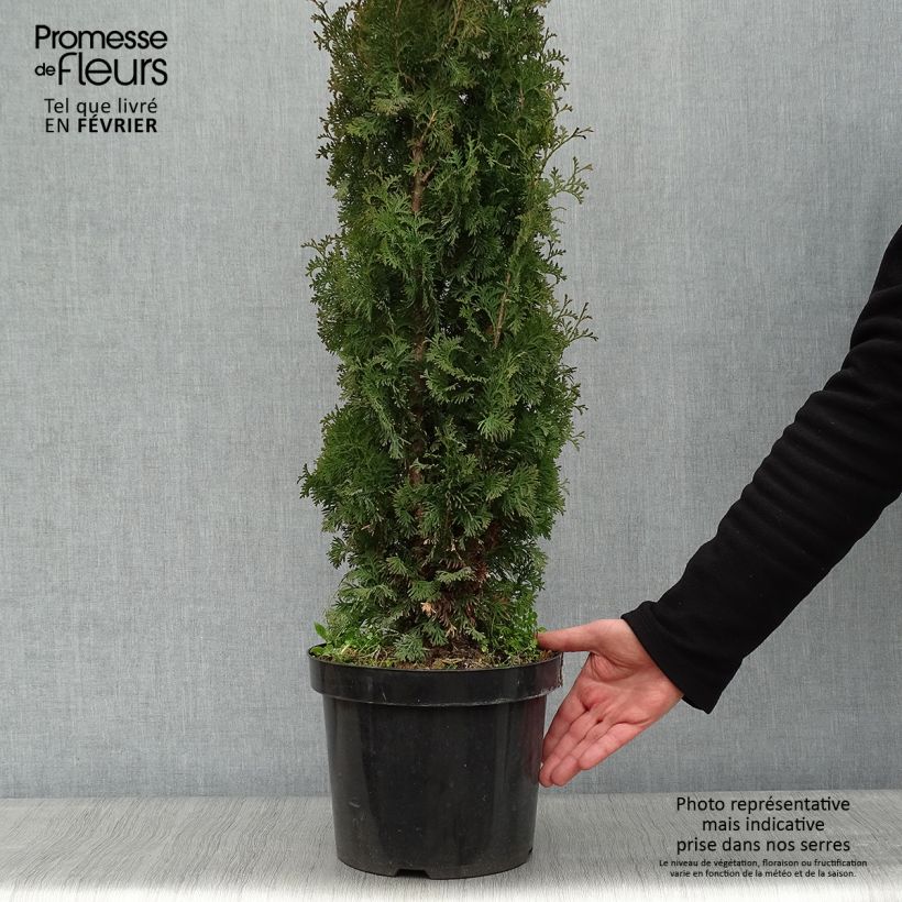 Thuya du Canada - Thuja occidentalis Degroot's Spire en pot de 7,5L/10L esemplare consegnato in inverno