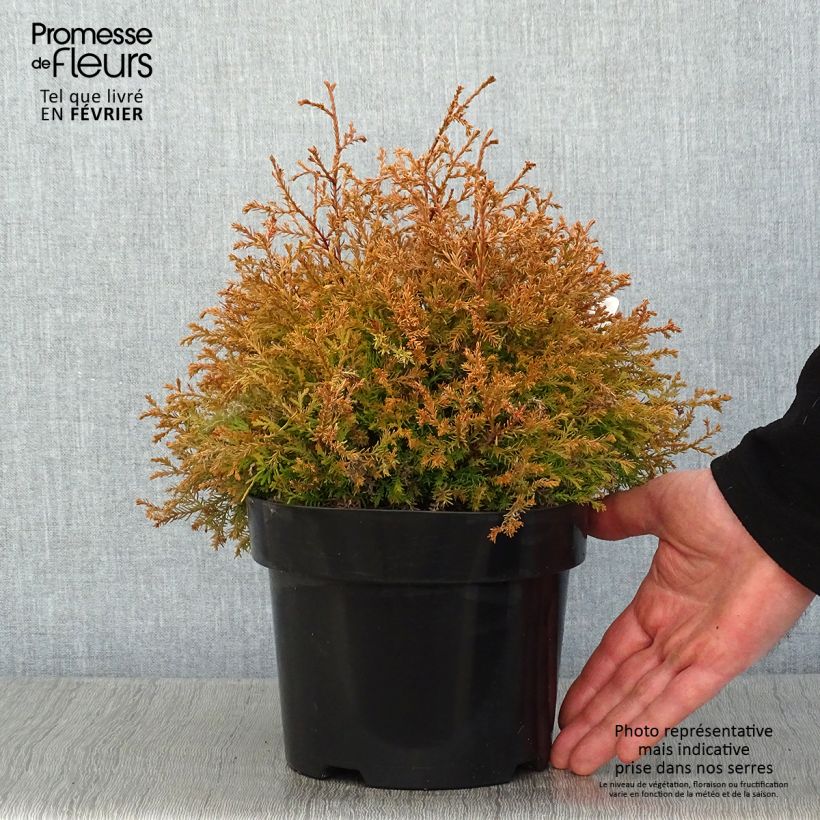 Thuya du Canada - Thuja occidentalis Fire Chief Pot de 2L/3L esemplare consegnato in inverno