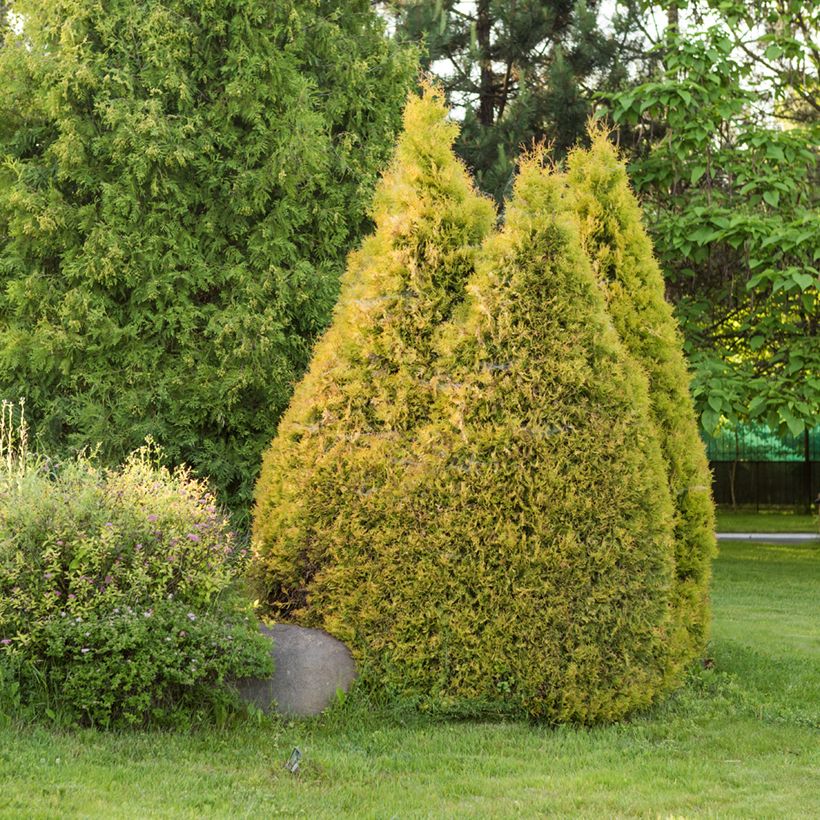 Thuja occidentalis Golden Smaragd - Tuia occidentale (Porto)