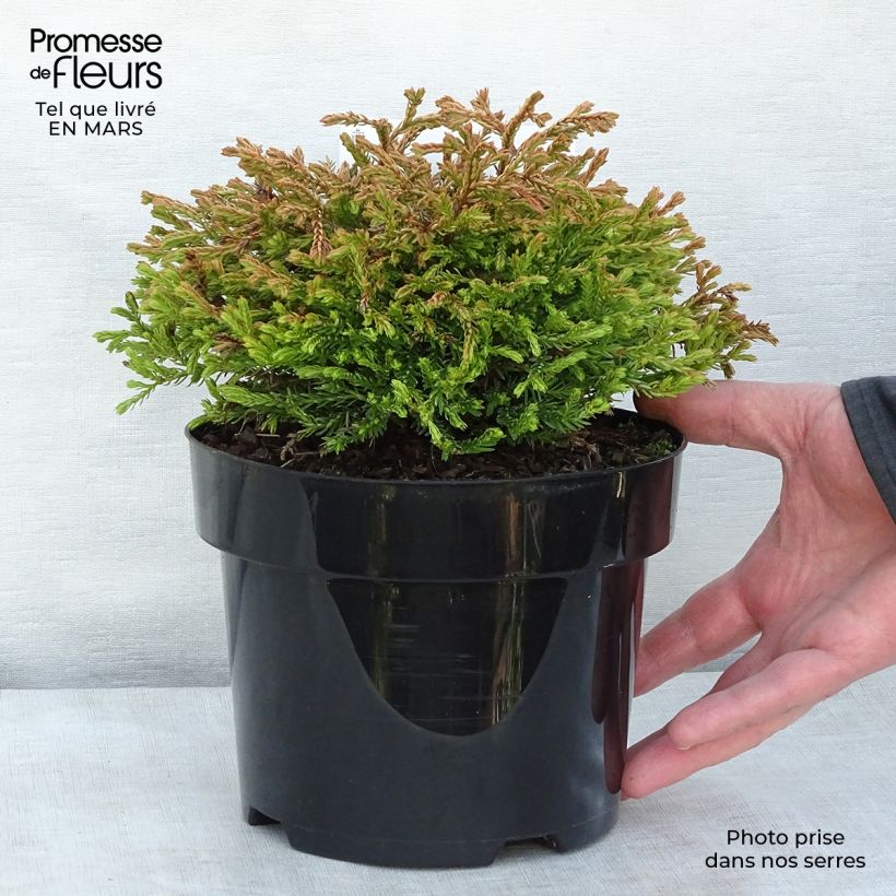 Thuya du Canada - Thuja occidentalis Golden Tuffet Pot de 2L/3L esemplare consegnato in inverno