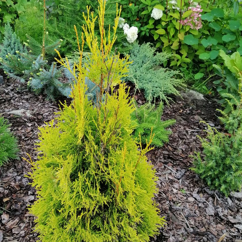 Thuja occidentalis Malonyana Aurea - Tuia occidentale (Porto)