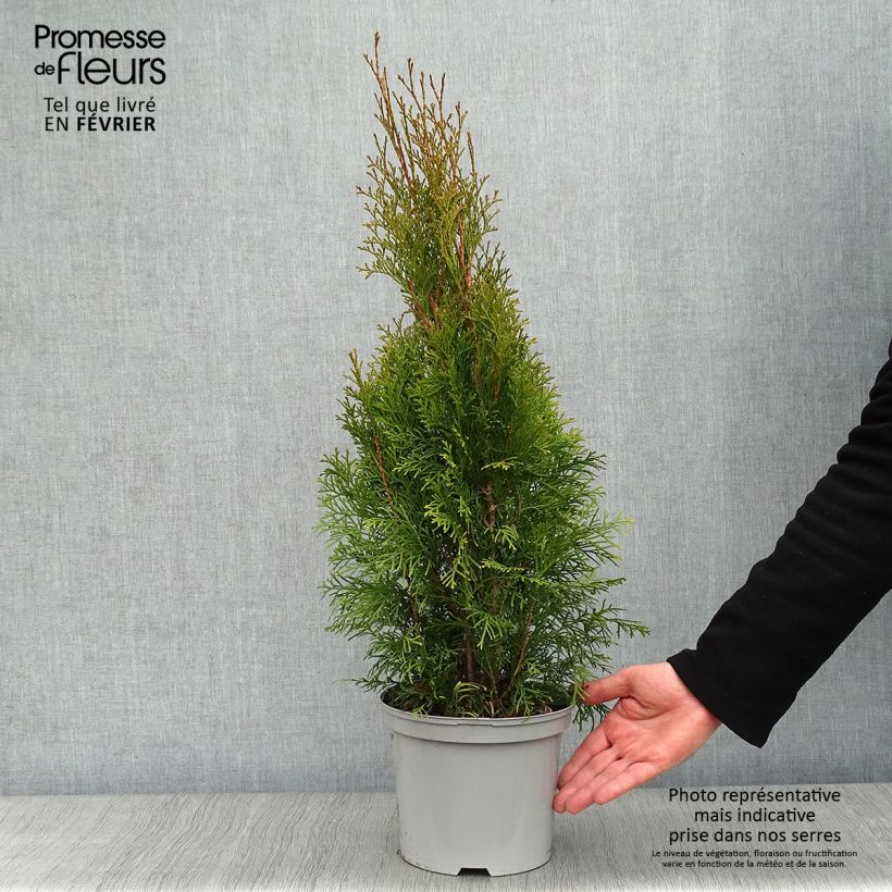 Thuya du Canada - Thuja occidentalis Smaragd 50/60cm en pot de 3.5L esemplare consegnato in inverno