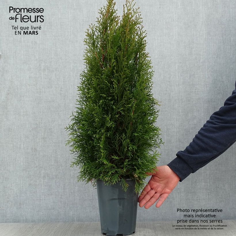 Thuya du Canada - Thuja occidentalis Smaragd 50/60cm en pot de 5L esemplare consegnato in inverno