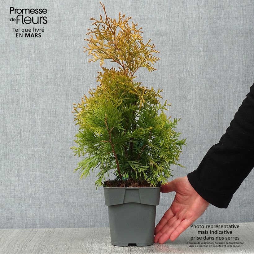 Thuya du Canada - Thuja occidentalis Yellow Ribbon Pot de 2L/3L esemplare consegnato in inverno