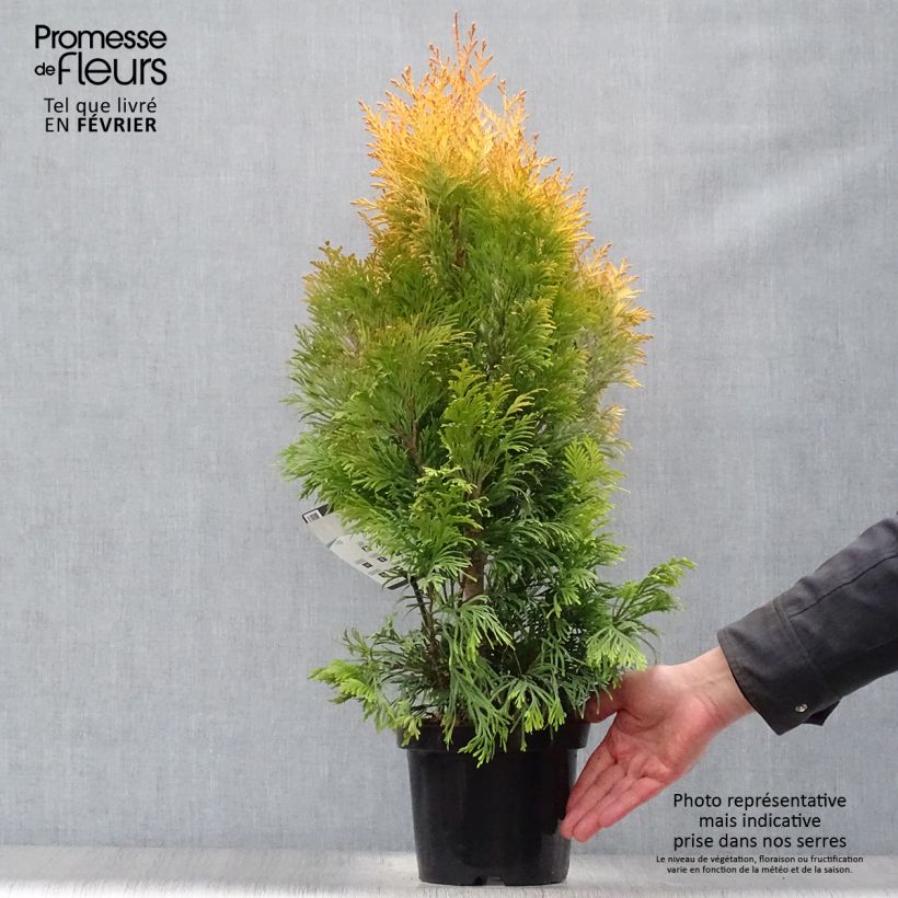 Thuya géant - Thuja plicata 4 Ever Goldy en pot de 2/3L esemplare consegnato in inverno