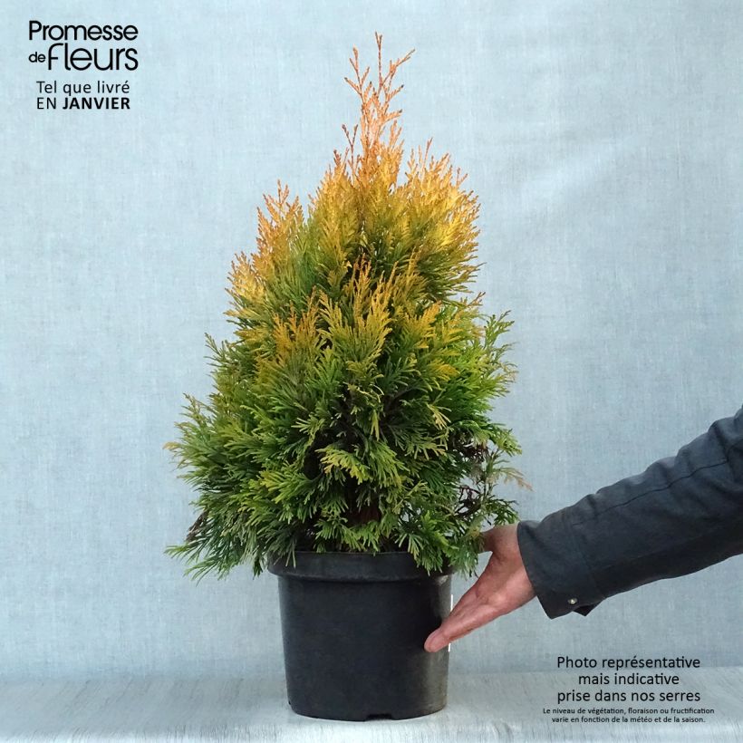 Thuya géant - Thuja plicata 4 Ever Goldy en pot de 7,5L/10L esemplare consegnato in inverno