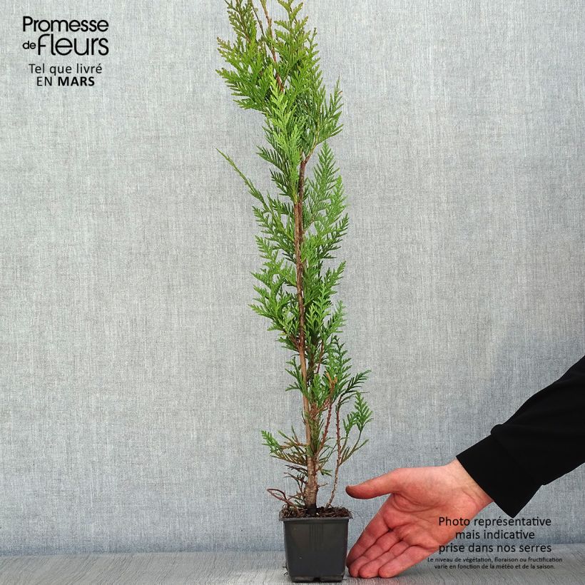 Thuya pour haie - Thuja plicata Atrovirens en godet de 9cm esemplare consegnato in inverno