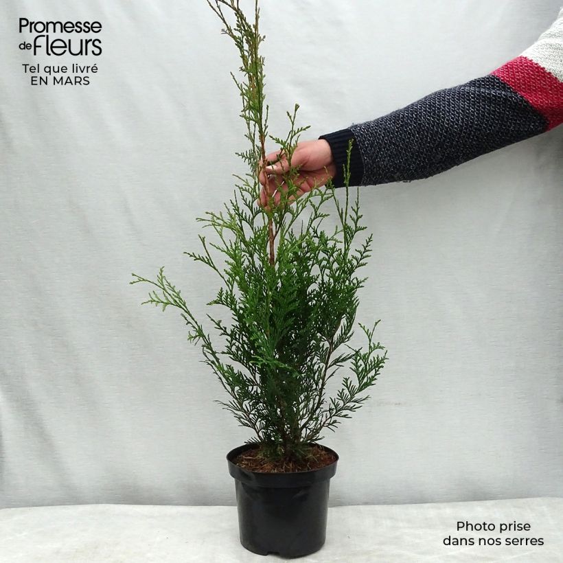 Thuya pour haie - Thuja plicata Atrovirens 50/60cm en pot de 2L/3L esemplare consegnato in inverno