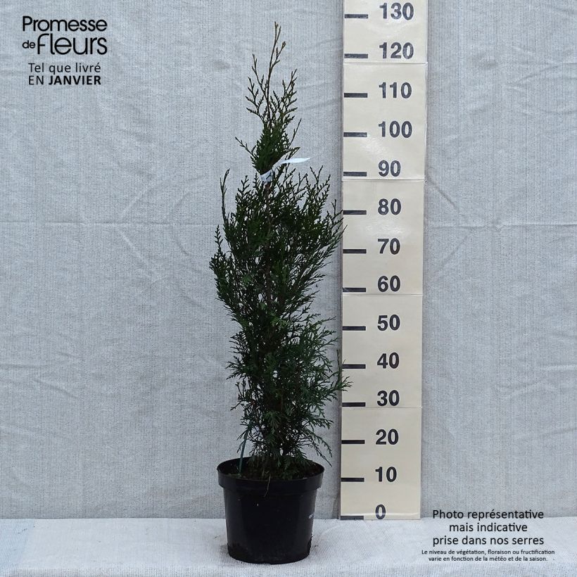 Thuya pour haie - Thuja plicata Atrovirens en pot de 7,5L/10L esemplare consegnato in inverno