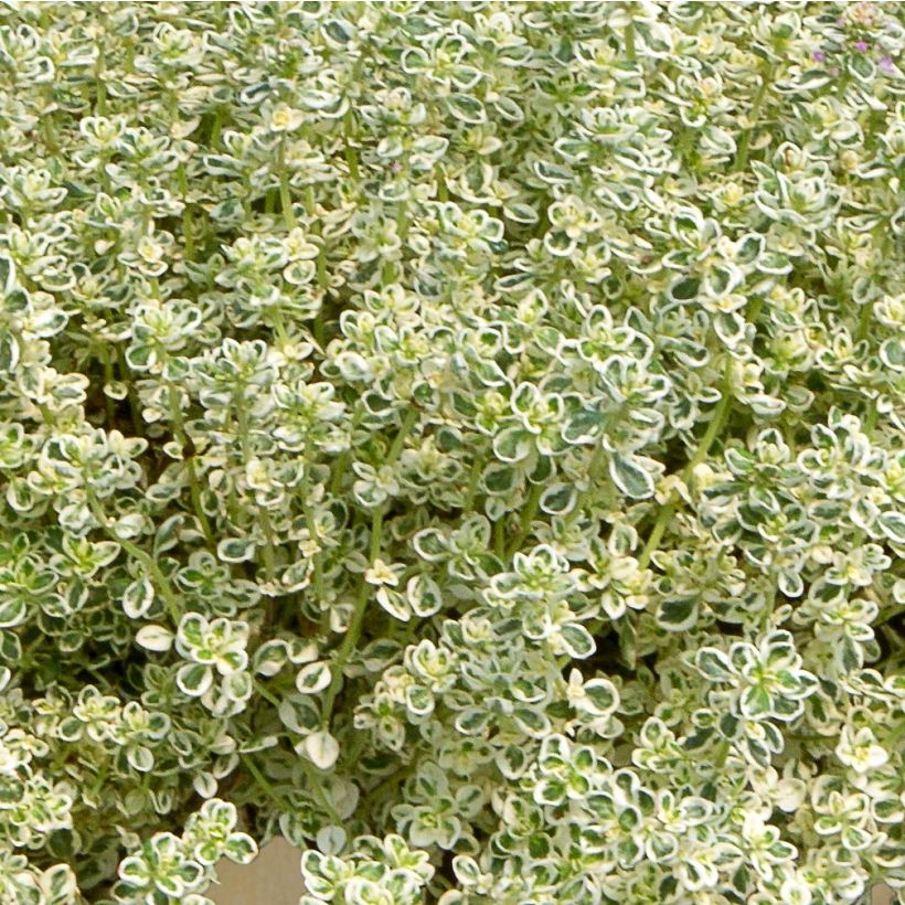 Thymus Sparkling Bright - Timo (Fogliame)