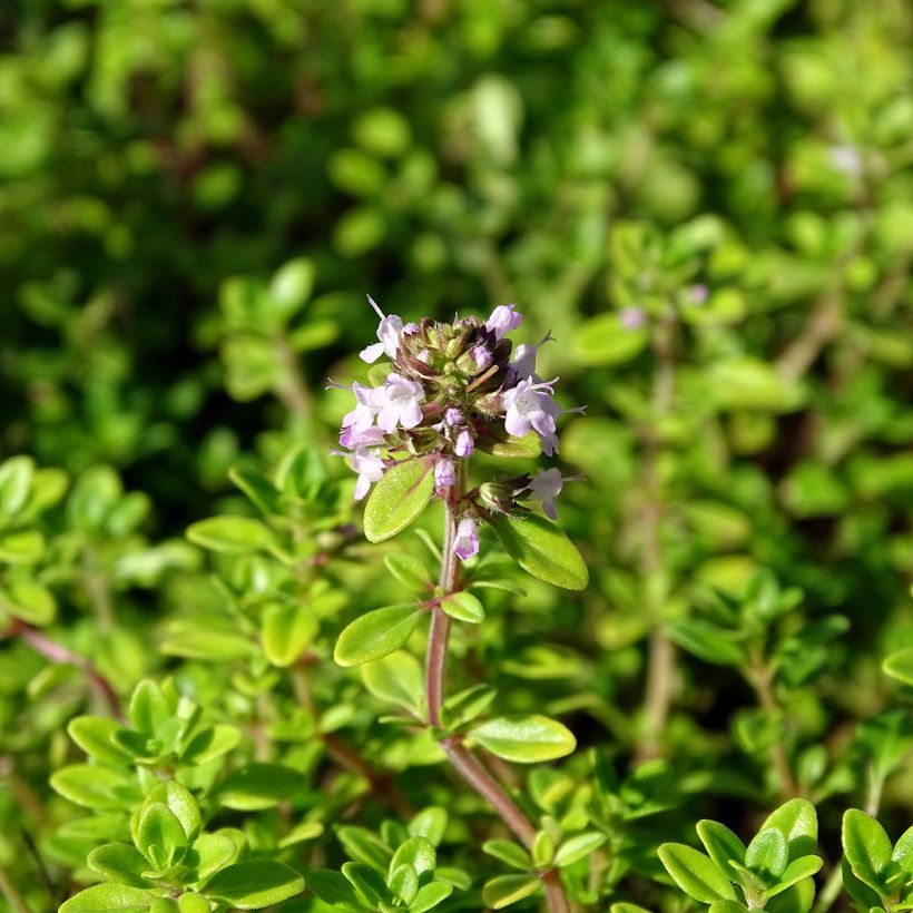 Thymus x citriodorus Bertram Anderson - Timo limone (Fioritura)