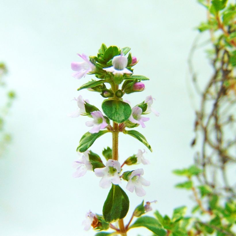 Thymus x citriodorus Silver Edge - Timo limone (Fioritura)