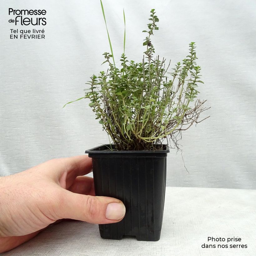 Thym citron Silver Edge BIO - Thymus citriodorus Godet de 7/8 cm esemplare consegnato in inverno