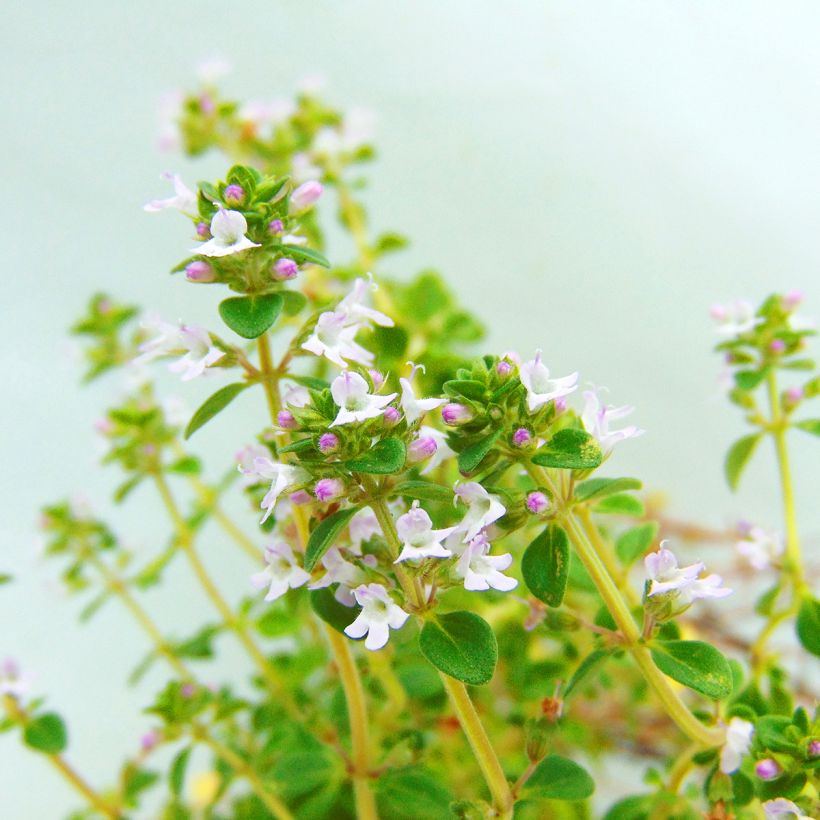 Thymus x citriodorus - Timo limone (Fioritura)