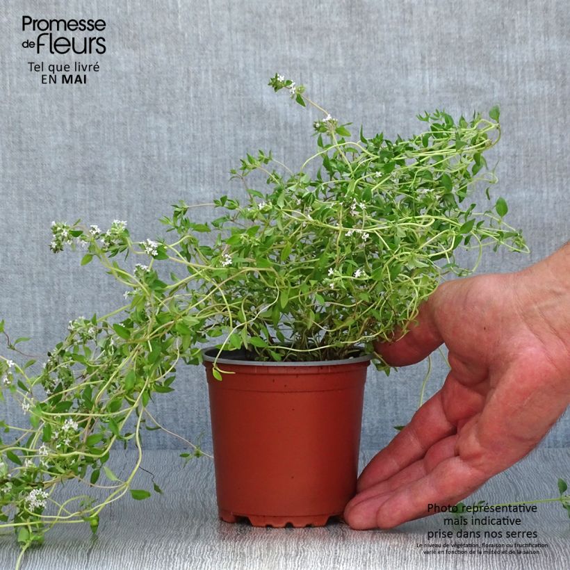 Thym d'hiver en plants - Thym commun en pot de 10,5 cm esemplare consegnato in primavera