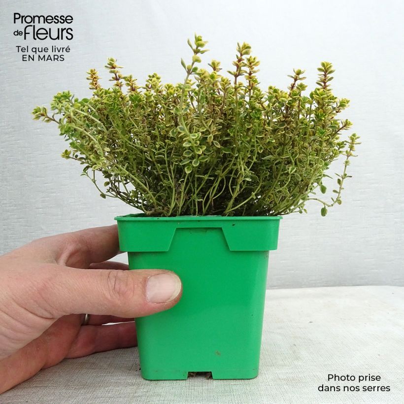 Thym doré - Thymus vulgaris Gold en plant Pot de 10 cm/11cm esemplare consegnato in inverno