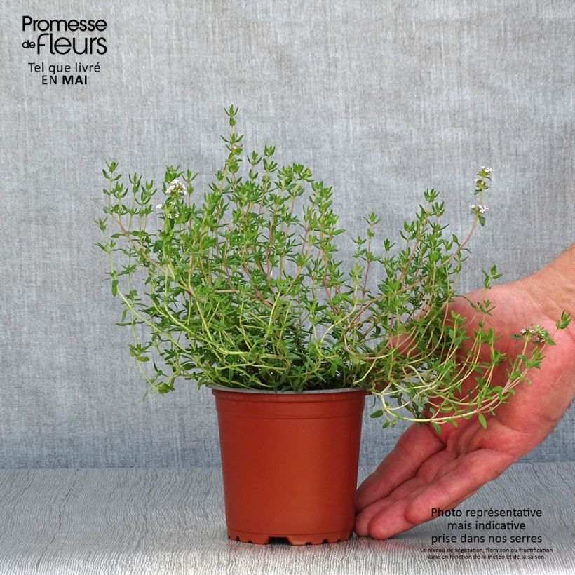 Thym faustinoi en pot de 10.5 cm esemplare consegnato in primavera