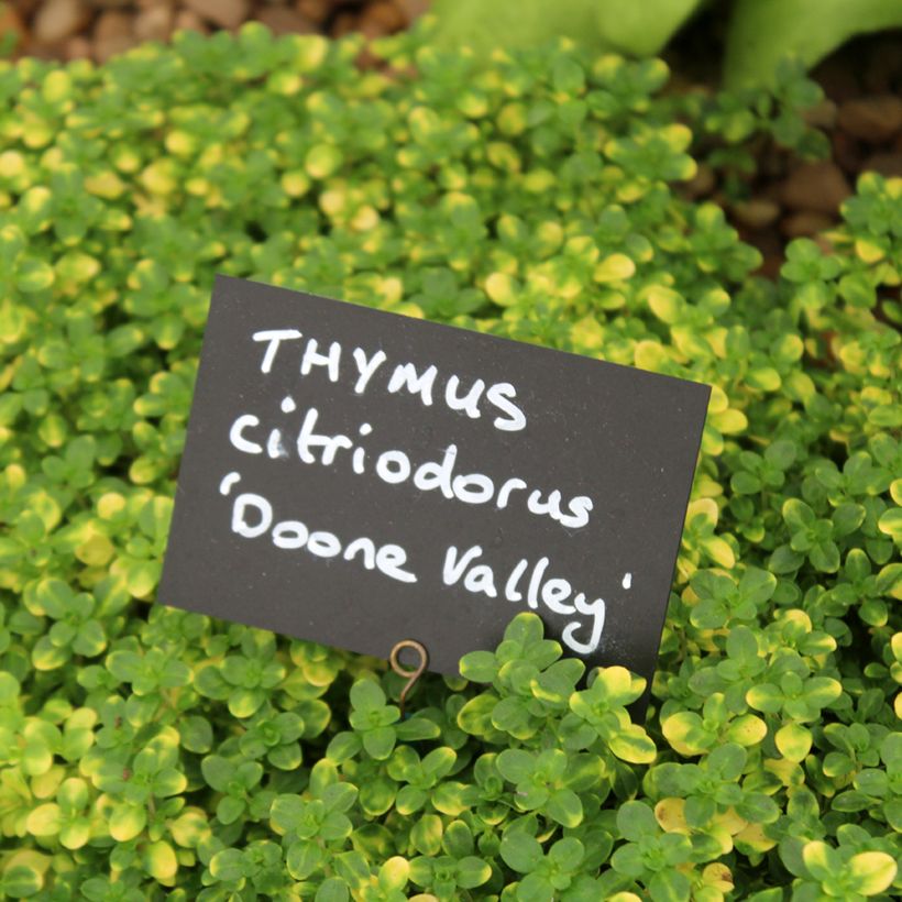 Thymus x citriodorus Doone Valley - Timo limone (Fogliame)