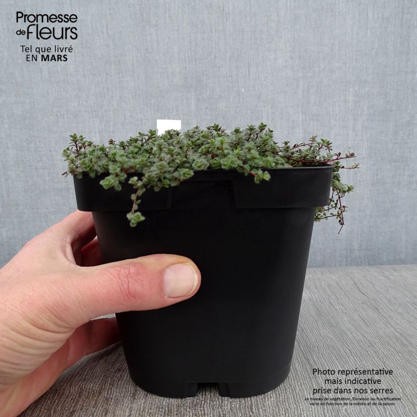 Thym laineux - Thymus pseudolanuginosus en pot de 2/3 litres esemplare consegnato in inverno