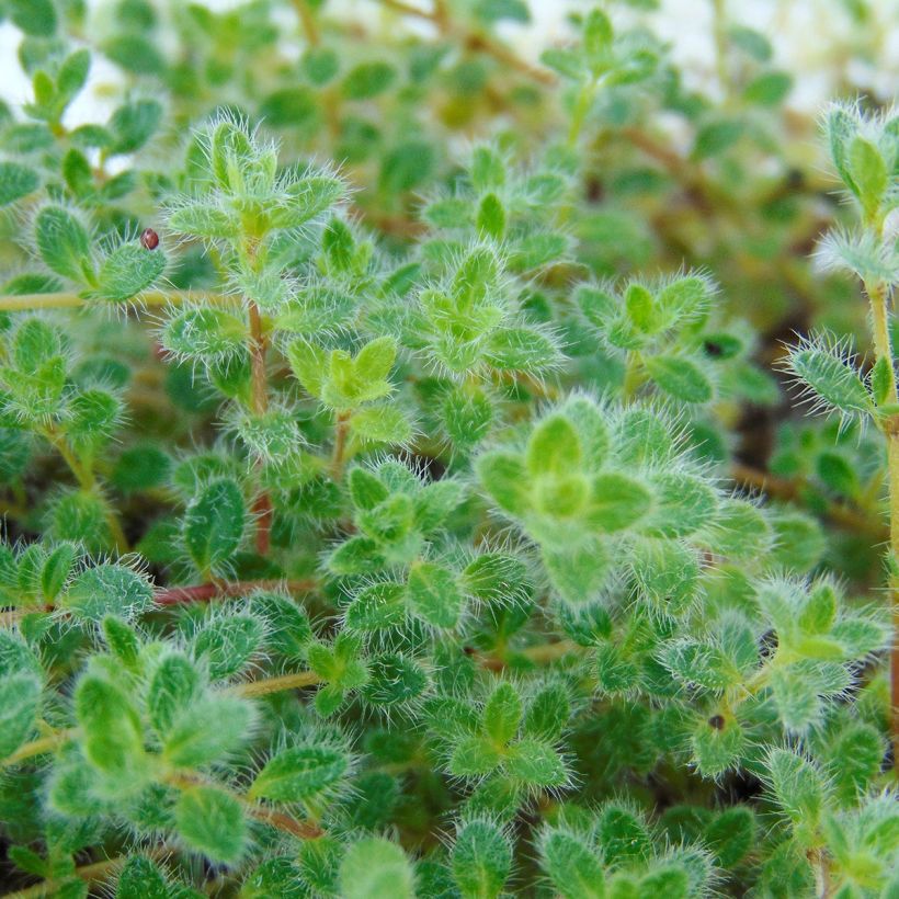 Thymus pseudolanuginosus (in vasetto) - Timo (Fogliame)