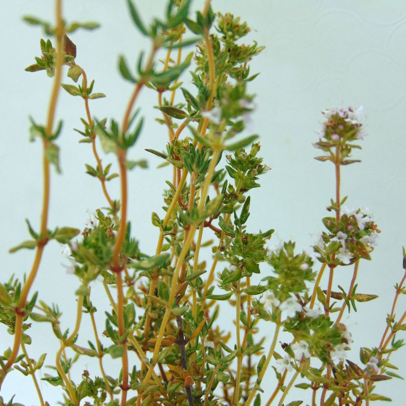 Thymus officinalis Bio - Timo (Fogliame)