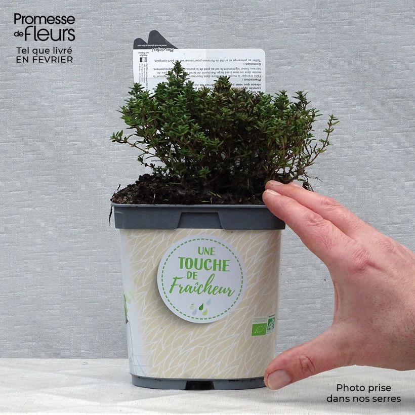 Thym officinal en plant BIO Pot de 1L./1.5L. esemplare consegnato in inverno