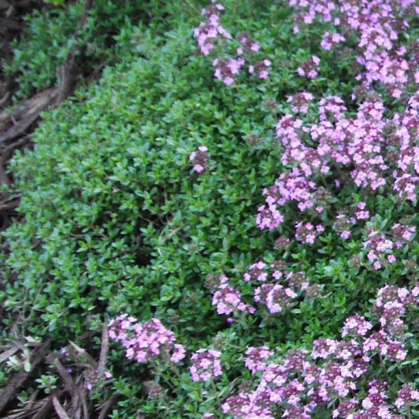 Thymus praecox Coccineus - Timo precoce (Fogliame)