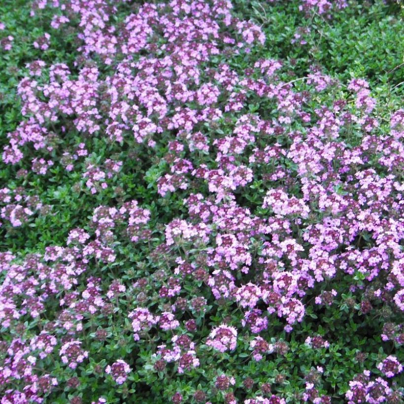 Thymus praecox Coccineus - Timo precoce (Fioritura)