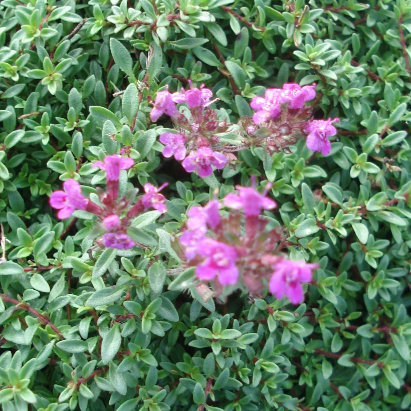 Thymus praecox Purple Beauty - Timo precoce (Fioritura)