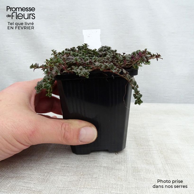 Thym praecox Purple Beauty - Thym précoce rose-pourpré Godet de 8/9 cm esemplare consegnato in inverno